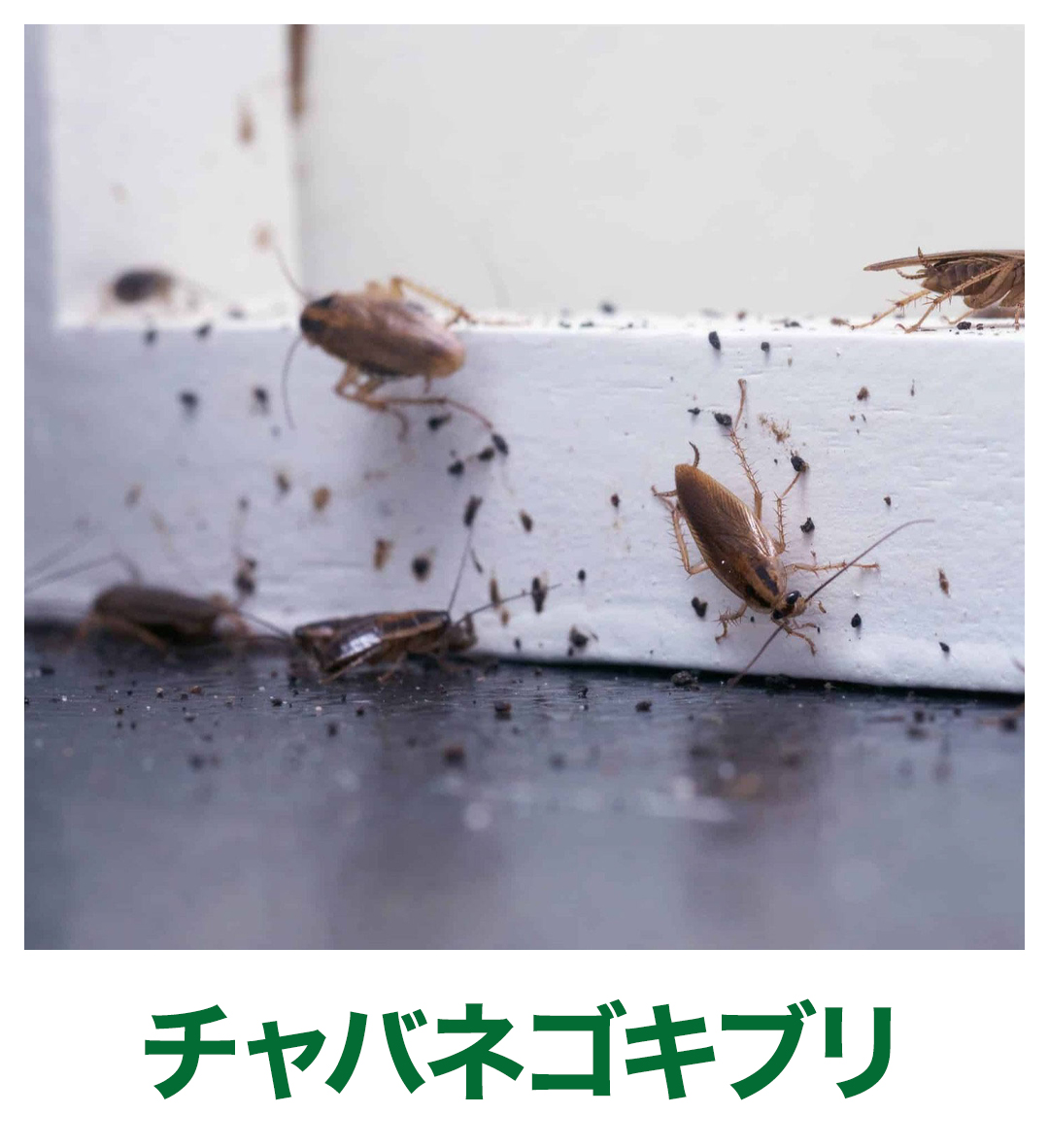 チャバネゴキブリ