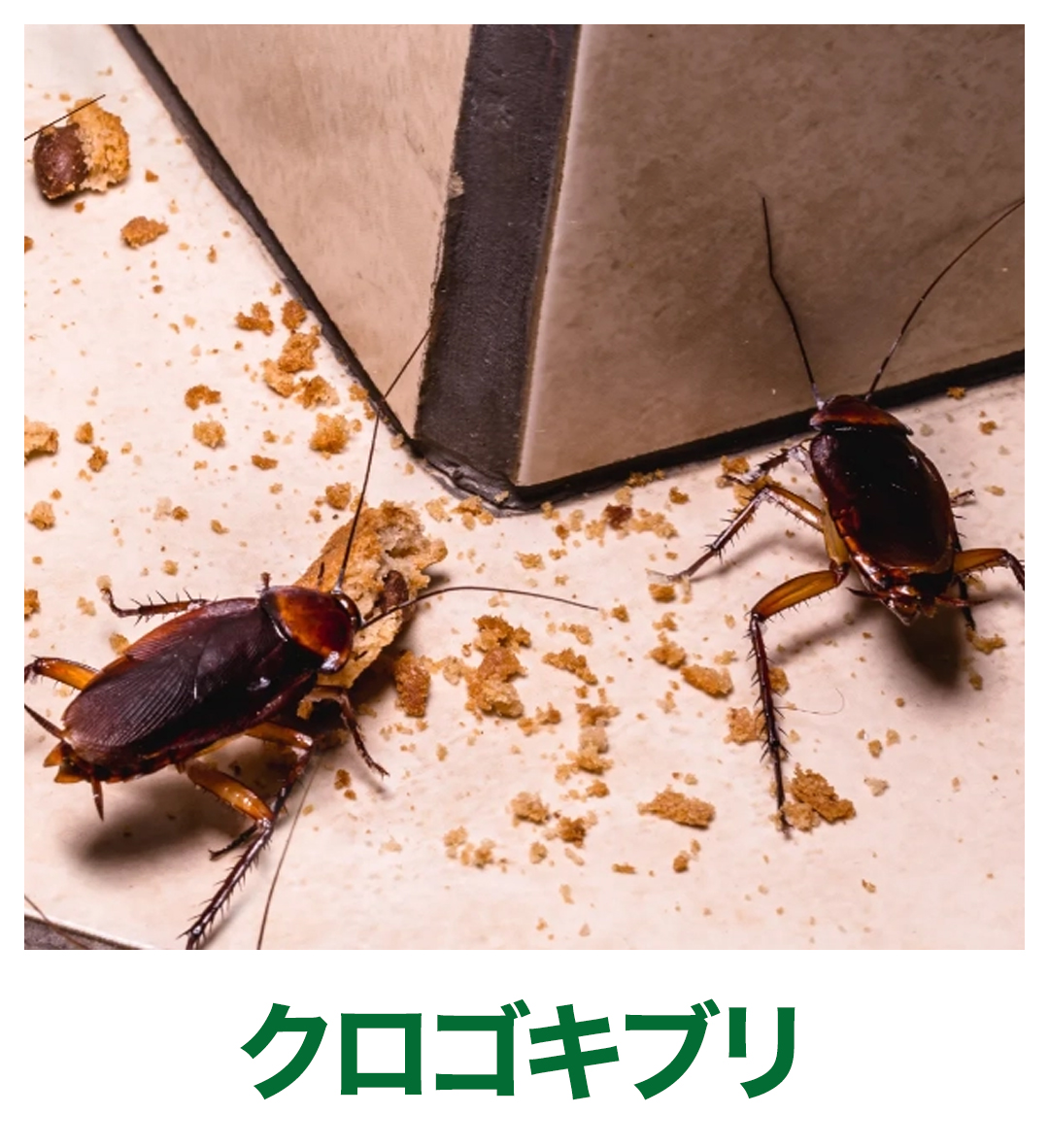 クロゴキブリ