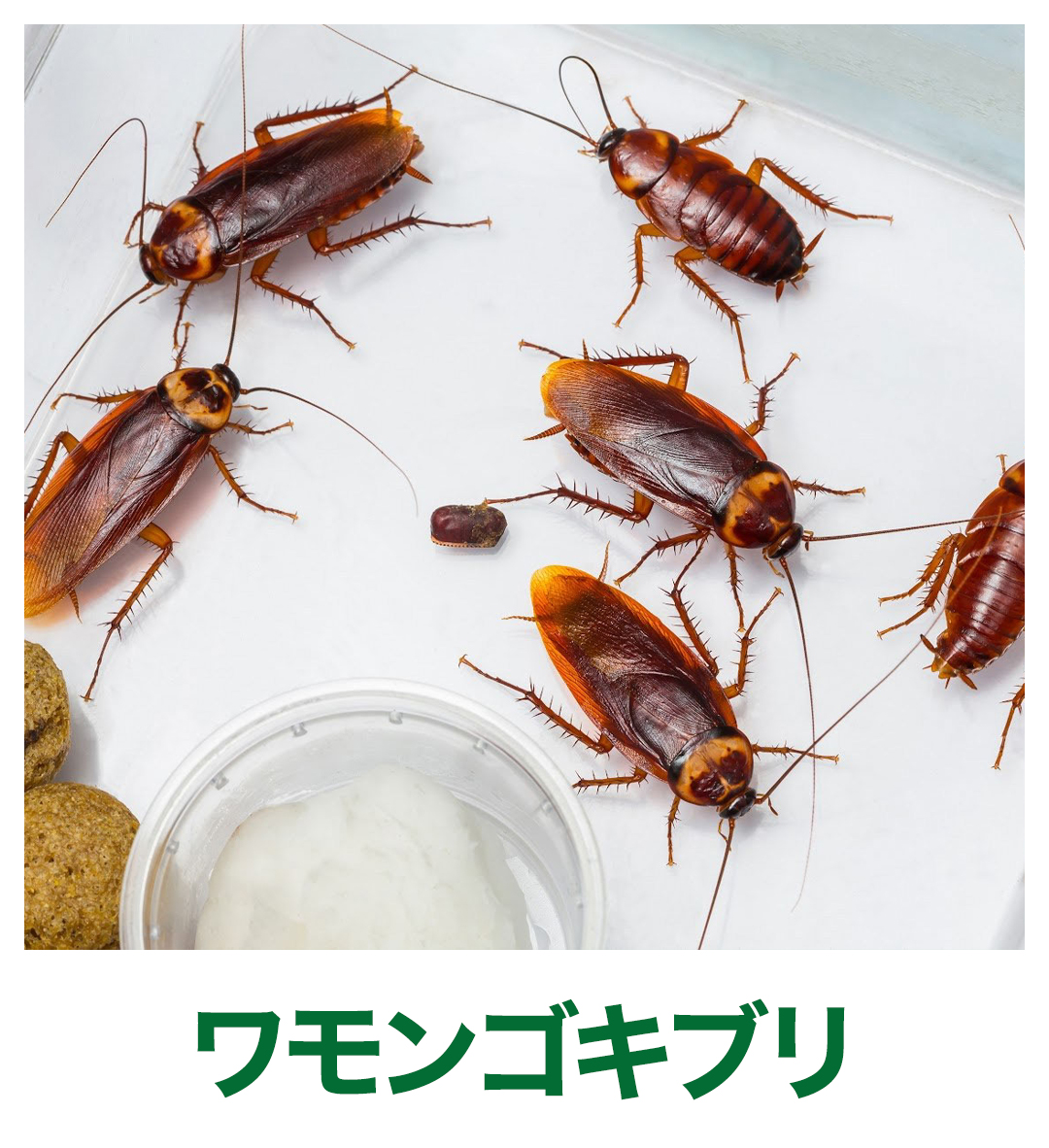 ワモンゴキブリ
